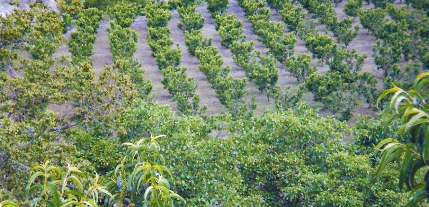 Finca Buena Voluntad