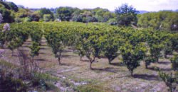 Finca Buena Voluntad