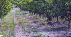 Finca Buena Voluntad