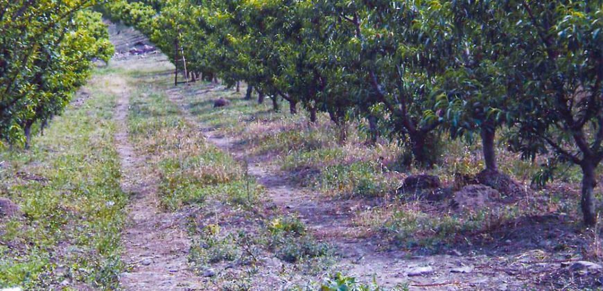 Finca Buena Voluntad