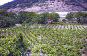 Finca Buena Voluntad